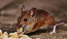 24 Hour & Emergency Exterminators in American Express Co, UT